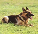 Adestramento de cães em Caraguatatuba